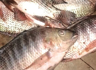 Raréfaction du poisson à Moussodougou : les pêcheurs dans la hantise