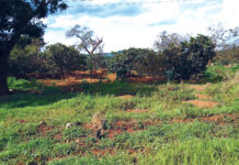 Orpaillage dans le Sud-Ouest : la sécurité alimentaire sacrifiée sur l’autel de l’or