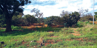 Orpaillage dans le Sud-Ouest : la sécurité alimentaire sacrifiée sur l’autel de l’or