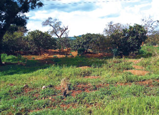 Orpaillage dans le Sud-Ouest : la sécurité alimentaire sacrifiée sur l’autel de l’or