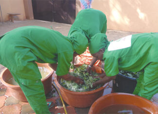 Entrepreneuriat féminin : des feuilles fraîches surgelées, une trouvaille qui fait recette