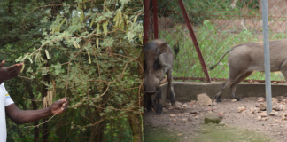 Apékira Gomgnimbou : l’agroécologiste éleveur de phacochères