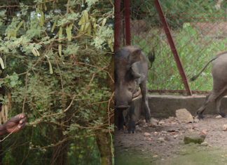 Apékira Gomgnimbou : l’agroécologiste éleveur de phacochères