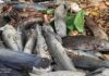 Marigot Houet : Plus de 200 poissons sacrés meurent dans les eaux