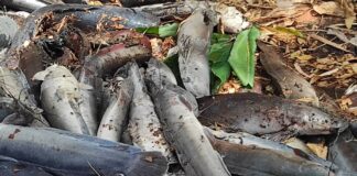 Marigot Houet : Plus de 200 poissons sacrés meurent dans les eaux