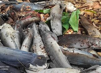 Marigot Houet : Plus de 200 poissons sacrés meurent dans les eaux