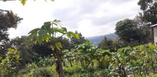 Sommet africain sur l’alimentation Dakar 2 : AFSA appelle à se départir des fausses solutions