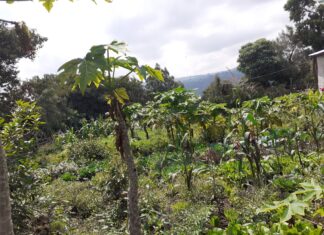 Sommet africain sur l’alimentation Dakar 2 : AFSA appelle à se départir des fausses solutions