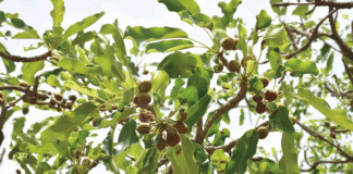 Parcs à karité de la fédération Nununa : une stratégie endogène de protection d’un « arbre miracle »