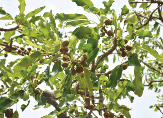 Parcs à karité de la fédération Nununa : une stratégie endogène de protection d’un « arbre miracle »