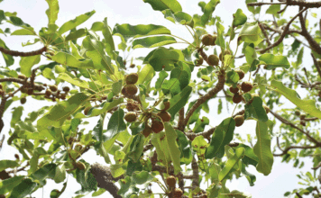 Parcs à karité de la fédération Nununa : une stratégie endogène de protection d’un « arbre miracle »