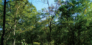 Forêts aménagées dans le Ziro : le front agricole menace 29 ans de sacrifices