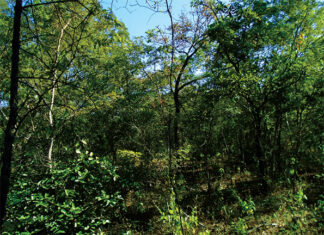 Forêts aménagées dans le Ziro : le front agricole menace 29 ans de sacrifices