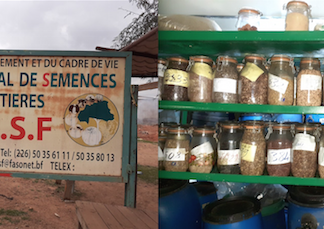 Centre national de semences forestières : un sanctuaire de la biodiversité