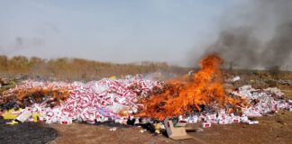 Lutte contre la contrebande et le trafic de drogue : Plus de 200 kg de cannabis incinérés à Tenkodogo