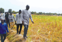 Suivi campagne agricole de saison sèche 2022-2023 : plus de 627 000 tonnes de céréales attendues dans les Hauts-Bassins