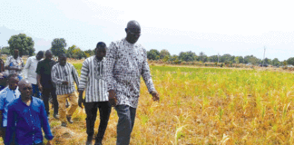 Suivi campagne agricole de saison sèche 2022-2023 : plus de 627 000 tonnes de céréales attendues dans les Hauts-Bassins