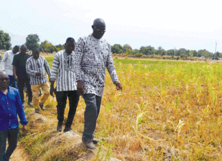 Suivi campagne agricole de saison sèche 2022-2023 : plus de 627 000 tonnes de céréales attendues dans les Hauts-Bassins