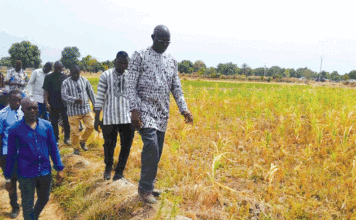 Suivi campagne agricole de saison sèche 2022-2023 : plus de 627 000 tonnes de céréales attendues dans les Hauts-Bassins