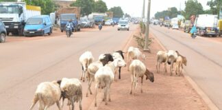 Ouagadougou : Environ 600 animaux mis en fourrière par la police municipale courant le premier trimestre 2023