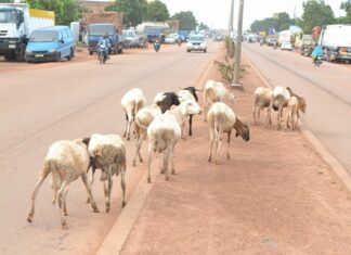 Ouagadougou : Environ 600 animaux mis en fourrière par la police municipale courant le premier trimestre 2023