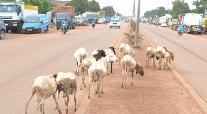 Ouagadougou : Environ 600 animaux mis en fourrière par la police municipale courant le premier trimestre 2023