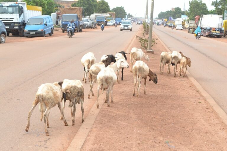 Ouagadougou : Environ 600 animaux mis en fourrière par la police municipale courant le premier trimestre 2023