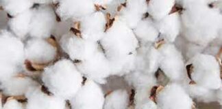 Coton : Le Bénin devient le premier producteur africain
