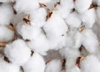 Coton : Le Bénin devient le premier producteur africain