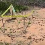 Kenya : les corps de trois fidèles d’une secte exhumés