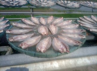 Yueyang en Chine : Un paradigme de coexistence harmonieuse entre l’homme et la nature