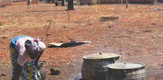 Biotechnologie alimentaire : le soumbala, la moutarde africaine aux multiples vertus