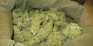 Bobo-Dioulasso : Un individu arrêté avec 700 kg de chanvre indien