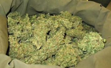 Bobo-Dioulasso : Un individu arrêté avec 700 kg de chanvre indien