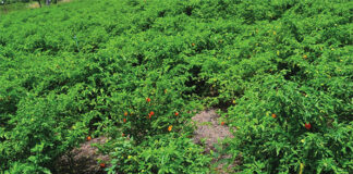 Culture de contre-saison dans les Cascades : Djenma Héma, un agrobusiness-man qui détient le secret de l’irrigation