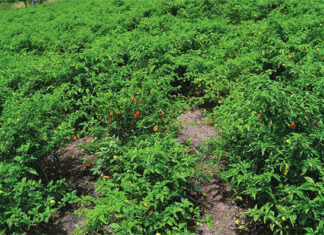 Culture de contre-saison dans les Cascades : Djenma Héma, un agrobusiness-man qui détient le secret de l’irrigation