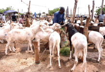 Préparatifs de la Tabaski : vendeurs et acheteurs font grise mine