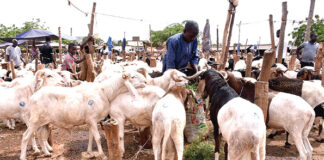Préparatifs de la Tabaski : vendeurs et acheteurs font grise mine
