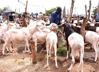 Préparatifs de la Tabaski : vendeurs et acheteurs font grise mine