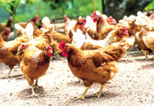 Lutte contre la grippe aviaire : la FAO va outiller les éleveurs de volailles et leurs partenaires