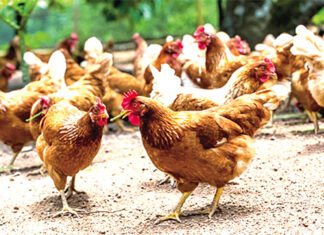 Lutte contre la grippe aviaire : la FAO va outiller les éleveurs de volailles et leurs partenaires