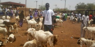 Foire Tabaski 2023 à Kaya : 700 petits ruminants et volailles exposés