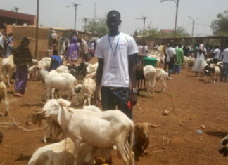 Foire Tabaski 2023 à Kaya : 700 petits ruminants et volailles exposés
