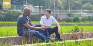 Recherche sur le riz hybride : Le génie humain et la science au service de l’humanité