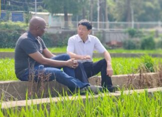 Recherche sur le riz hybride : Le génie humain et la science au service de l’humanité