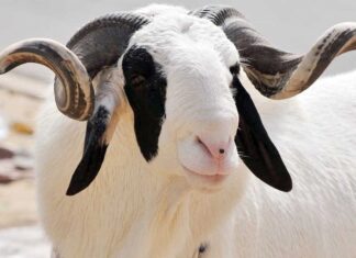 Burkina : La Tabaski sera célébrée le 28 juin prochain