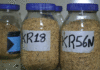 Variétés de riz FKR18 et FKR56N: de meilleurs rendements après la stabilisation