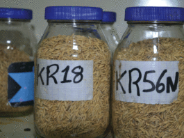 Variétés de riz FKR18 et FKR56N: de meilleurs rendements après la stabilisation