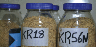 Variétés de riz FKR18 et FKR56N: de meilleurs rendements après la stabilisation