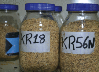 Variétés de riz FKR18 et FKR56N: de meilleurs rendements après la stabilisation